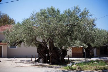 Yunanistan 'da bir zeytin ağacı ormanı