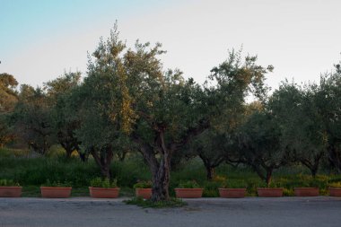 Parkın güzel manzarası