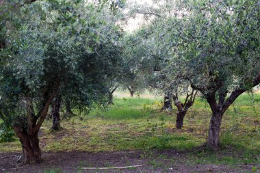 Zeytin ağacı bahçede