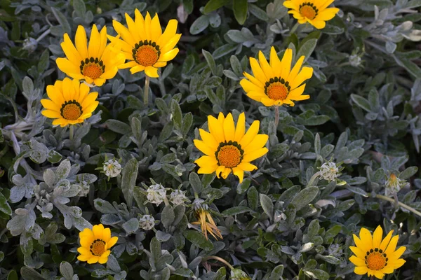 Parktaki papatya çiçeğinin güzel bir fotoğrafı.