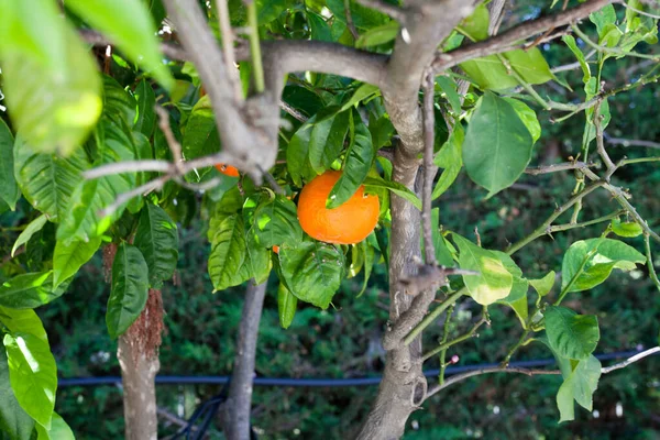 Narancs Kertben — Stock Fotó
