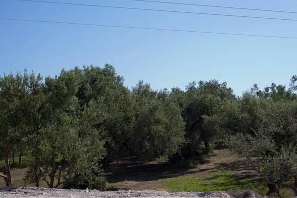 Лес Оливковых Деревьев Греции — стоковое фото