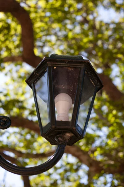 street lamp on the background of the old tree