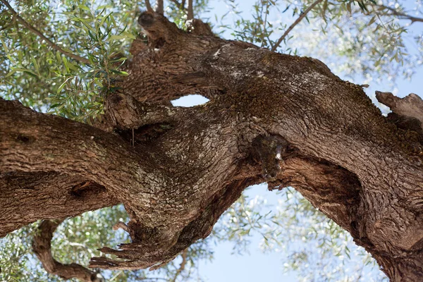 1600 Gammalt Olivträd Zakynthos Grekland — Stockfoto