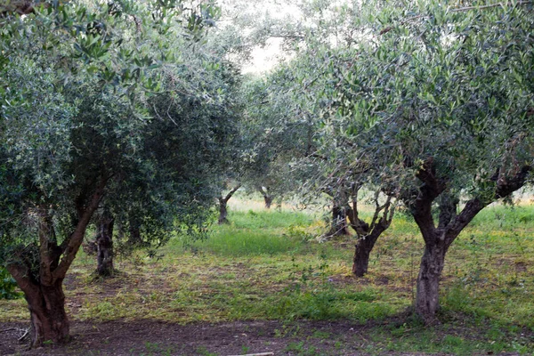 stock image olive tree in the garden