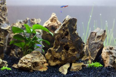 Balıklı güzel bir akvaryum.