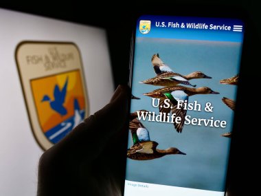 Stuttgart, Almanya - 09-17-2023: ABD Balık ve Vahşi Yaşam Servisi 'nin (FWS) web sitesi ile cep telefonu bulunduran kişi, foklarla birlikte ekranda. Telefon ekranının merkezine odaklan.