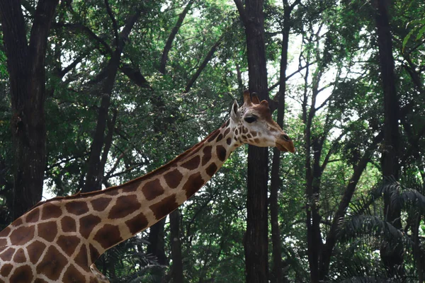 Longo Pescoço Girafa Com Árvores Natureza Fundo — Fotografia de Stock