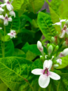 Ortasında biraz morluk olan beyaz çiçekler. Arka planda yaprakları olan bir bahçede çekilmiş..
