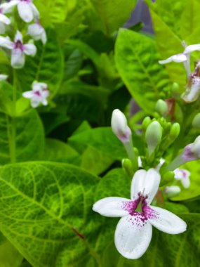 Ortasında biraz morluk olan beyaz çiçekler. Arka planda yaprakları olan bir bahçede çekilmiş..