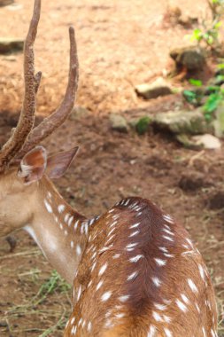 A Spotted Deer's Back View