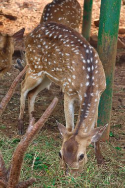 A fawn spotted deer or Axis axis is eating the grass in the ground.