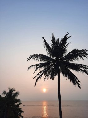 Silhouette of Palm Tree with a Sunset in the Background