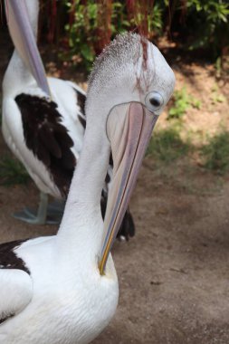 The Closed Up Picture of Australian Pelican
