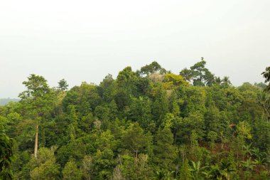 A photograph of trees and bushes of forest on the hill taken from a distance