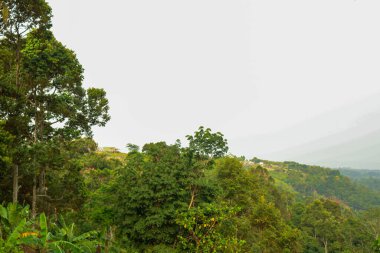 A photograph of trees and bushes of forest on the hill taken from a distance