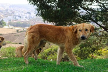  Bir Vahşi Sokak Köpeği grubuyla birlikte sahada. 