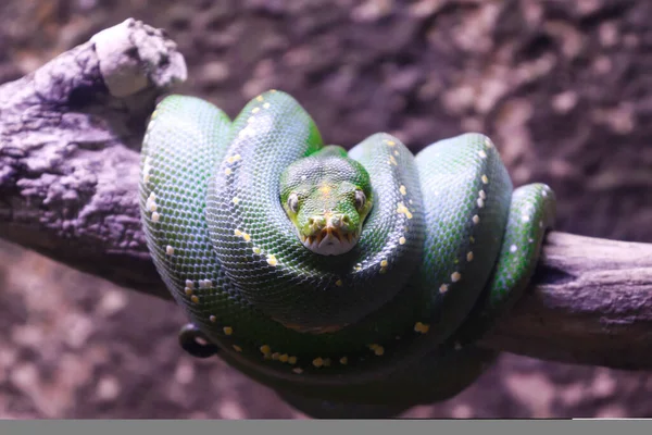 Closed Picture Green Tree Python Rolling Tree Trunk — Stock Photo, Image
