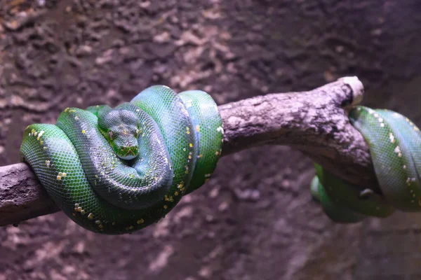 在树核上滚动的绿树蟒蛇的闭合图片 — 图库照片