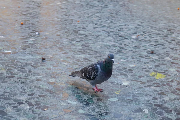 Pigeon Gris Foncé Tenant Calmement Sur Sol Parc — Photo