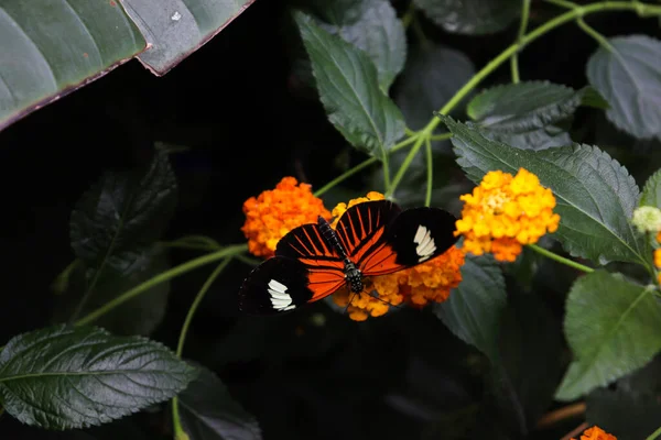 Метелик Тигра Вершечку Помаранчевої Жовтої Квіток Природі Темними Вібрами — стокове фото