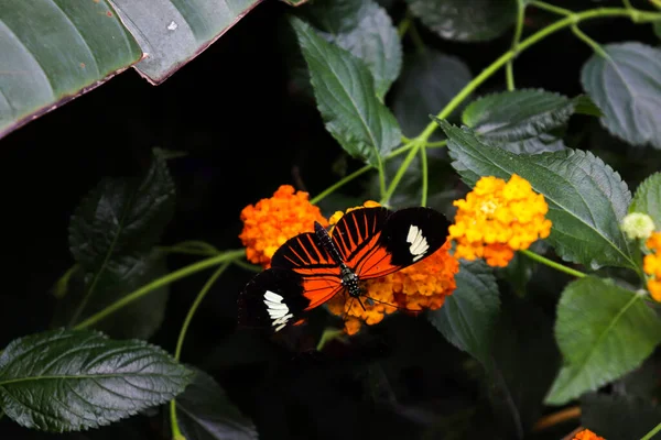 Plain Tiger Butterfly Top Orange Yellow Flowers Nature Dark Vibes — Stock Photo, Image