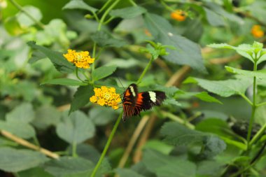 Turuncu ve Sarı Çiçekler Doğa 'da Düz Kaplan Kelebeği