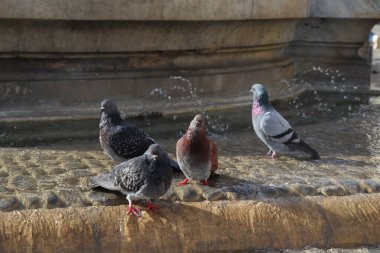 Güneşli bir günde bir grup güvercin çeşmeyle oynuyor.