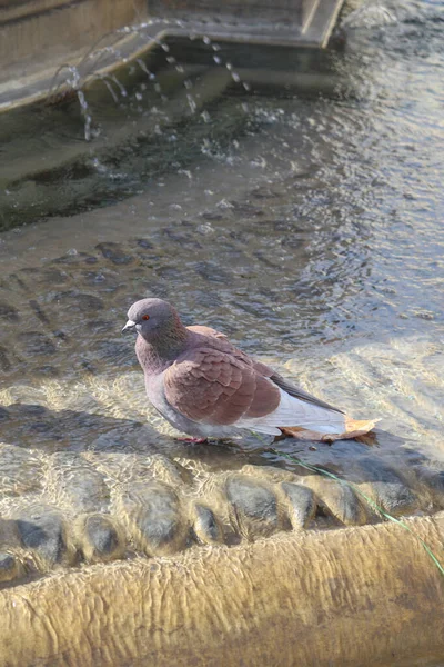 Ένα Maroon Pigeon Παίζοντας Μια Πηγή Νερού Μια Ηλιόλουστη Μέρα — Φωτογραφία Αρχείου