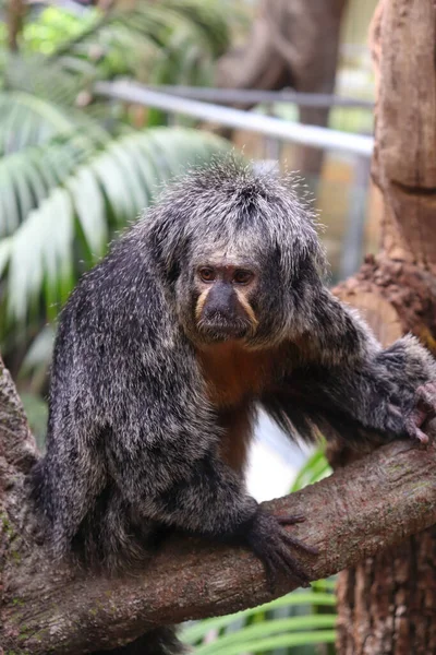 Older Saki Monkey Its Branch Tree Relaxing Observing Surroundings Nature — Stock Photo, Image