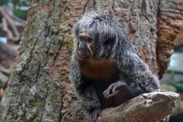Viejo Mono Saki Está Rama Árbol Relajándose Observando Los Alrededores — Foto de Stock