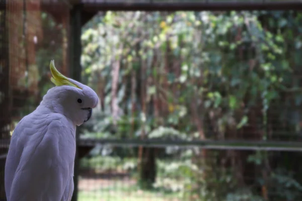 Biały Pierzasty Kakadu Gałęzi Patrząc Drugą Stronę Ciała — Zdjęcie stockowe