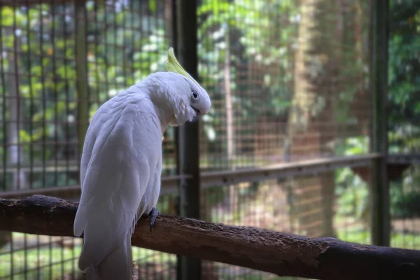 Ein Weiß Gefiederter Kakadu Auf Dem Zweig Der Auf Die — Stockfoto