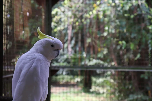Beyaz Tüylü Bir Papağan Şubede Birim Karşısındaki Diğer Tarafa Bakıyor — Stok fotoğraf