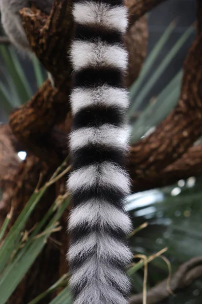 Closed Detail Shot Lemur Tail Which Has White Colors Black — Stock Photo, Image
