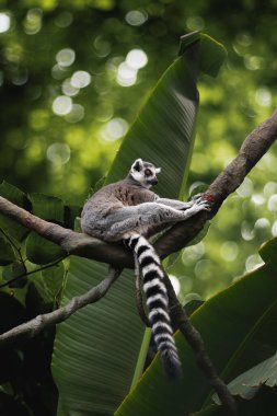 Madagaskar 'ın yerli hayvanı, bir ağacın dalında oturan bir Lemur.