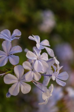 Plumbago auriculata ya da Cape Leadwort, Mor Renkli Güzel Küçük Bir Çiçek.