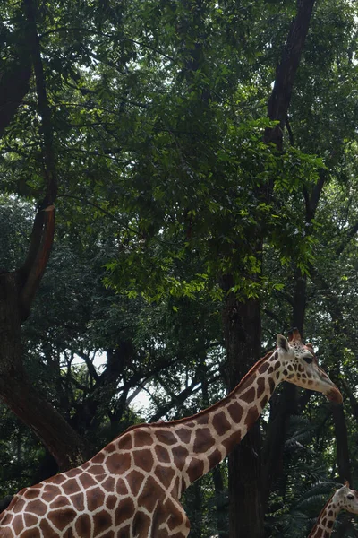 Longo Pescoço Girafa Com Árvores Natureza Fundo — Fotografia de Stock