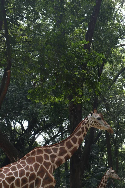 Long Giraffe Neck Trees Nature Background — Stock Photo, Image