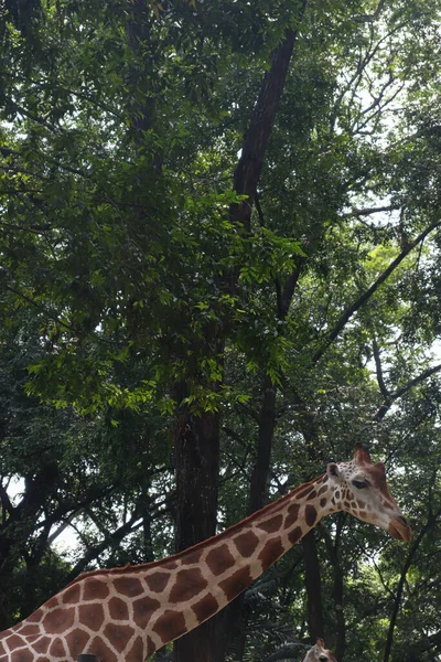 Ein Langer Giraffenhals Mit Bäumen Und Natur Hintergrund — Stockfoto