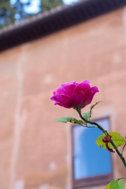 Pembe Gülün Uzun Köklü Görüntüsünü Kapat