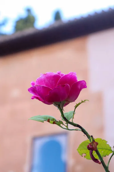 Close Up Picture of Pink Rose with Long Stem