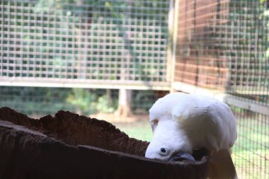 Kafesinde Ağaç Gövdesinde Oynayan Bir Kakadu