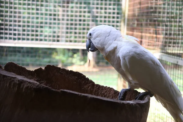 Cockatoo Playing Tree Trunk Its Cage — Stock Photo, Image