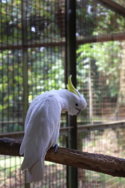 A White Feathered Cockatoo on the Branch Looking at the Other Way opposite to the Body