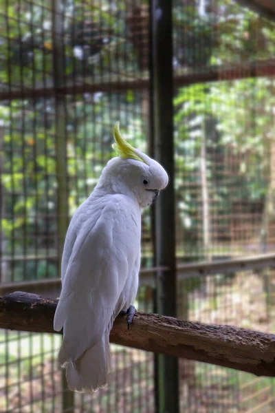 A White Feathered Cockatoo on the Branch Looking at the Other Way opposite to the Body