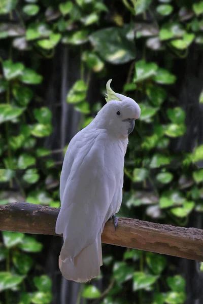 Bir Şubede Papağan Doğayla Arkaplan Olarak Karşıt Yol Bakıyor — Stok fotoğraf