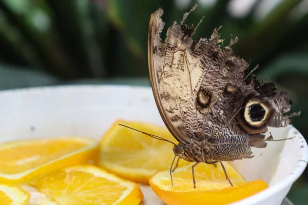 stock image Giant Owl Butterfly with Broken Wings Eating for Its Nutrition Necessity From Lemon-Oranges