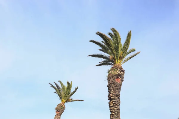 蓝光天空中的两棵棕榈树 — 图库照片