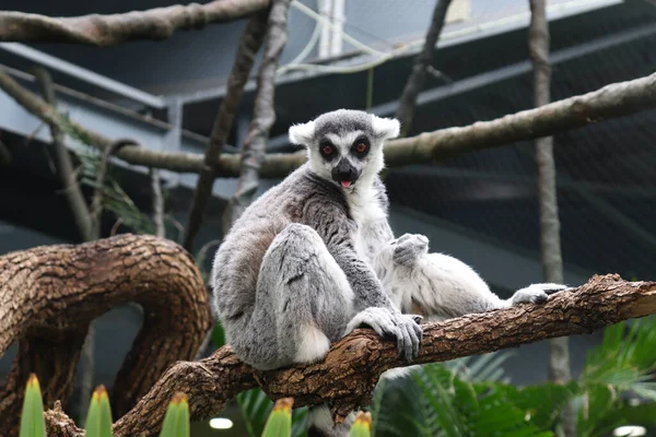 Lemur Infödda Djur Madagaskar Sitter Grenen Ett Träd — Stockfoto